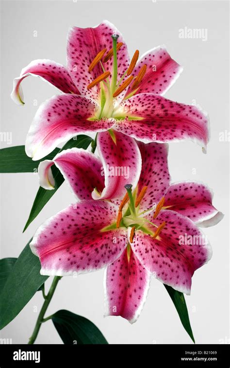 stargazer-lily flower oriental lily pink Stock Photo - Alamy