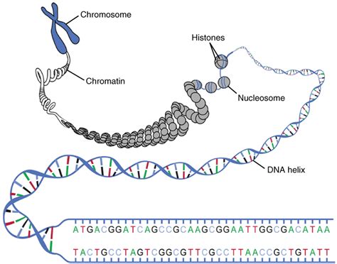 The Nucleus and DNA Replication | Anatomy and Physiology I