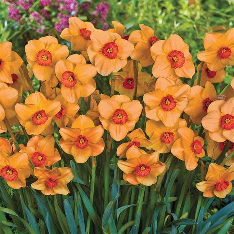 Altruist Daffodil For Sale | Breck's