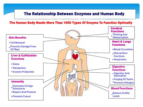 The Relationship Between Enzymes and Human Body