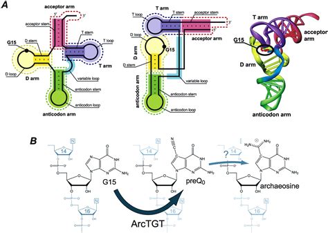 Alternative Tertiary Structure of tRNA for Recognition by a ...