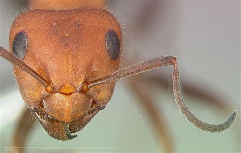 Formica obscuripes Forel