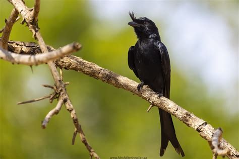 Endemic Birds of Madagascar – Alex Aitkenhead