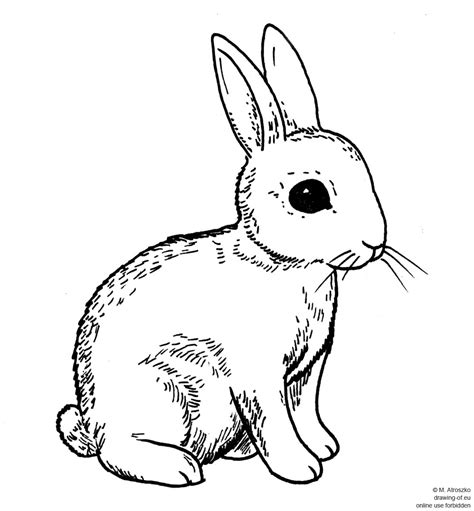 drawing of rabbit – Line art illustrations