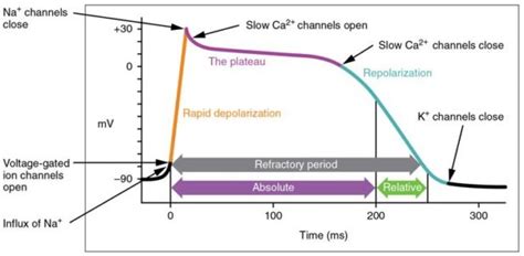 3: Action potential of a cardiac cell [4] | Download Scientific Diagram