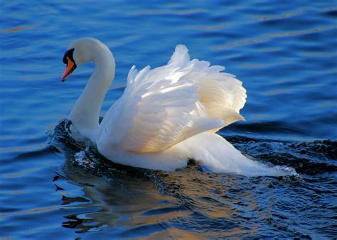 Swan at Sunset | We were returning from a short walk at Abbo… | Flickr