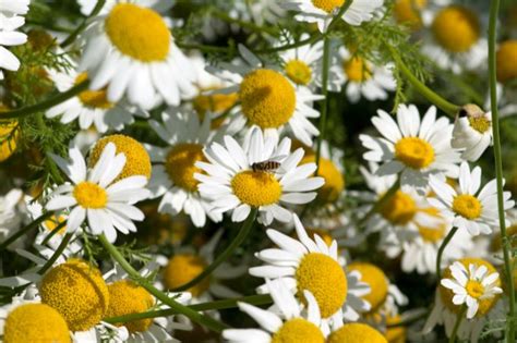 Does Pyrethrum Work as an Insecticide? - Trappify