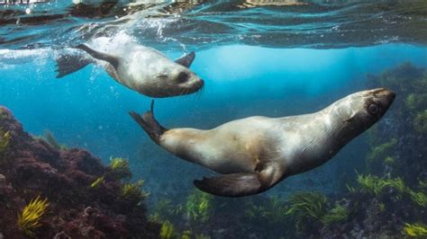 Go Swimming With The Seals At Montague Island Near Sydney | ellaslist