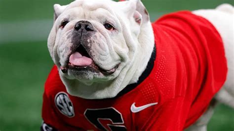 What Kind Of Dog Is The Georgia Bulldog Mascot