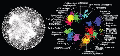 A global genetic interaction network maps a wiring diagram of cellular function | Oxford Protein ...