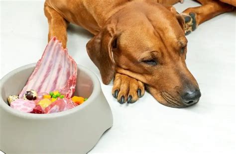 Why Is My Dogs Stomach Making Noises And Not Eating? - Petsmartgo