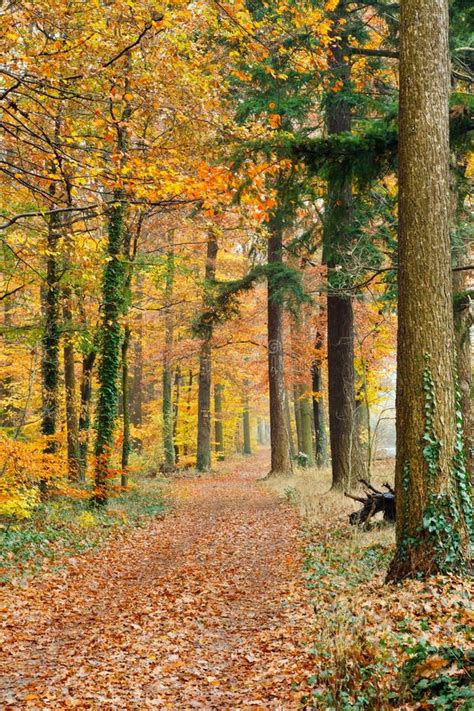 Pathway in the Autumn Forest Stock Image - Image of landscape, fall ...