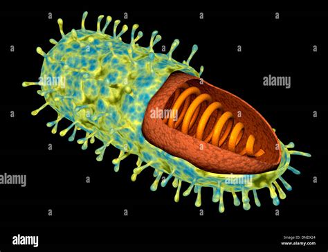 Structure Of Rabies Virus