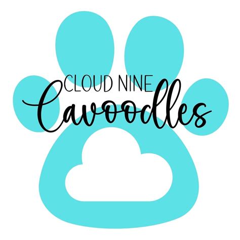 Cloud Nine Cavoodles | Brisbane QLD