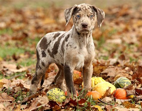 Where To Find Catahoula Cur Puppies | PETSIDI