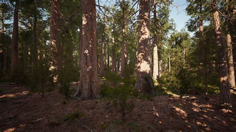 Sequoia redwood trees in the sequoia national park forest 6115465 Stock Video at Vecteezy