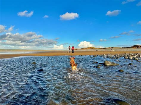 Are Dogs Allowed on Westward Ho! Beach? (YES!) | 2023 - Bideford.com