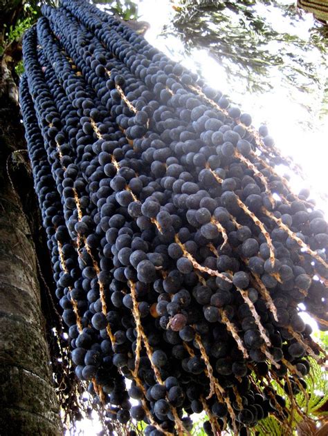 The Acai is a type of berry that grows on the Acai palm trees, a natural flora of the Amazon ...