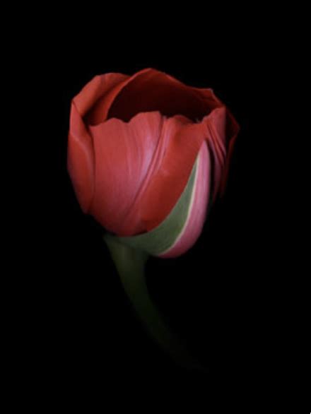 Tulip 3, Color Flower Portfolio 2 - A Gallery for Fine Photography