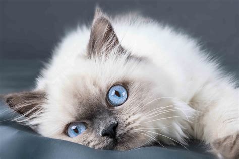 The Nature And Characteristics Of A Ragdoll Cat - Publicist Paper