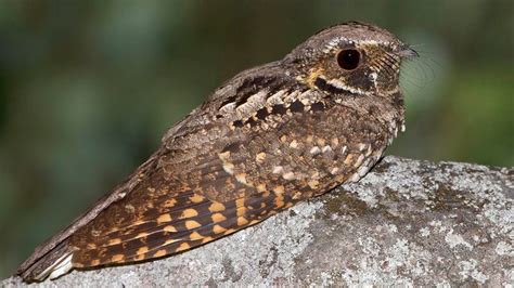 Whippoorwill Has Had Same 3-Note Song Stuck In Head For Entire Life