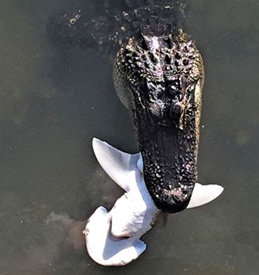 Alligators eat sharks — and a whole lot more | Science News