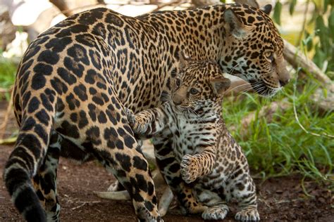 A Baby Jaguar Plays Tag With His Mother Picture | Cutest baby animals from around the world ...