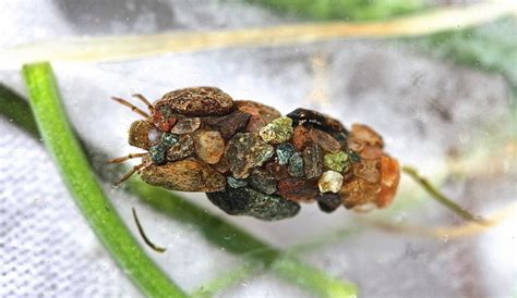 The Ornate Protective Cases of Caddisfly Larvae » TwistedSifter