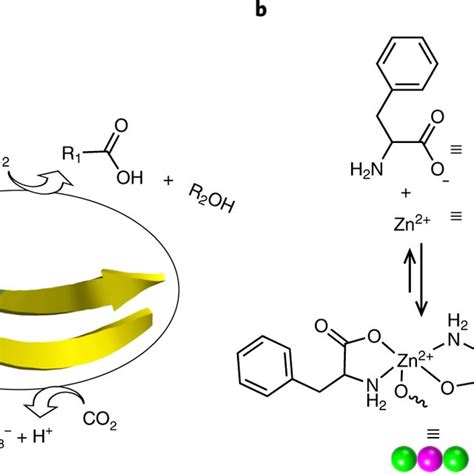 Design of a minimalistic F–Zn(ii) biocatalyst through bioinspiration... | Download Scientific ...