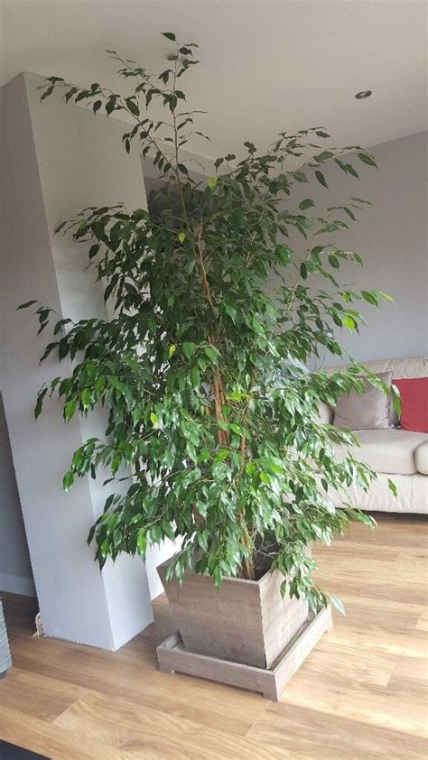 FICUS BENJAMINA 8 FOOT INDOOR PLANT | in Raynes Park, London | Gumtree