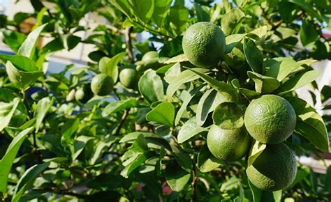 Árboles de limones entre lo más vendido en Mercado Libre | El Siglo de Torreón