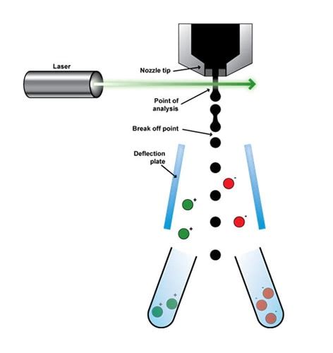 Fluorescence activated cell sorting of live cells | Abcam