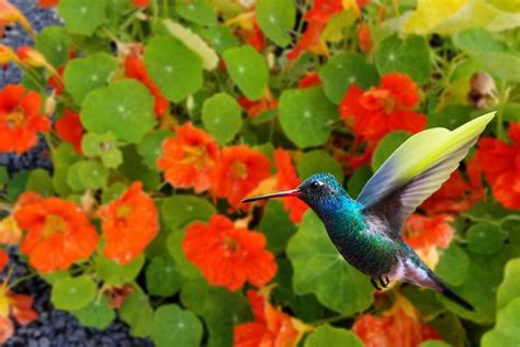 Do Hummingbirds Like Nasturtiums? Many Consider It Too Sweet For Their Taste – Hummingbirds Info