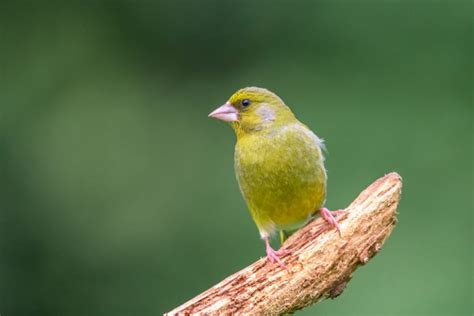 British Finches - An Identification Guide - Happy Beaks Blog