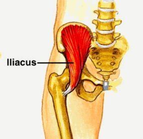 The Many Faces of Iliacus Dysfunction — Neuromuscular Therapy of Vermont