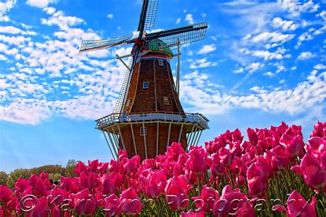 Tulip Fields in Holland, Michigan