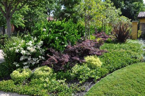 Pin by Brad Ledgerwood on Shrub garden in 2023 | Shrubs, Beautiful ...