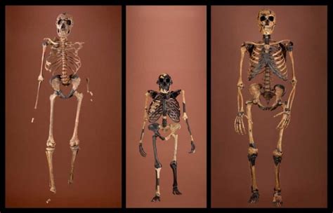 Smithsonian Insider – skeletons_comparison | Smithsonian Insider