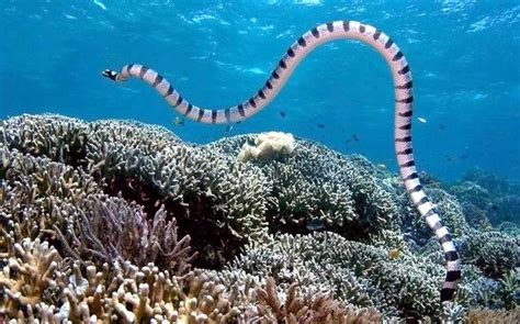 10 Cute But Deadly Sea Creatures That Can Attack & Murder Without Thinking Twice