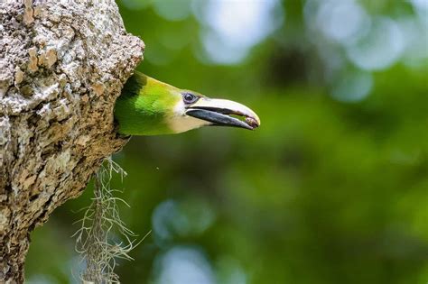 Emerald Toucanet - A-Z Animals