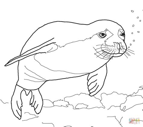 Hawaiian Monk Seal coloring page | Free Printable Coloring Pages