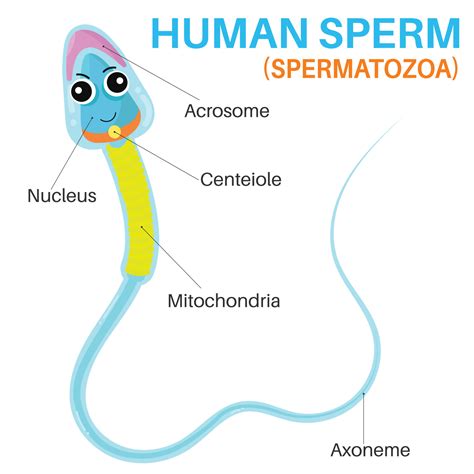 The human sperm cell. 15637913 Vector Art at Vecteezy