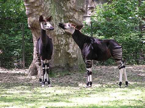 Bronx Zoo Okapi