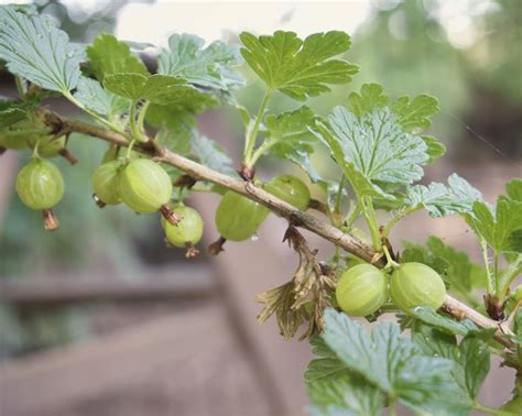 How to do gooseberry pruning for a big harvest | Gardeningetc