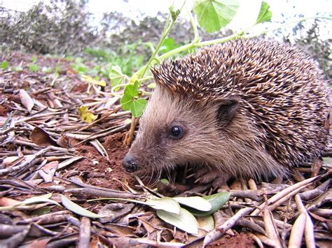 A boom of bitterns: Hedgehog awareness week