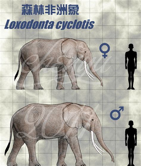 Loxodonta cyclotis by sinammonite on DeviantArt