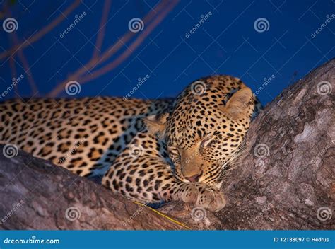 Leopard Sleeping on the Tree Stock Image - Image of relaxing, hunter: 12188097