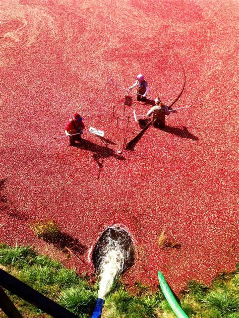 Experiential Cranberry Bog Tour, Massachusetts – or – SCOOPING FRUIT FLOATING IN A FLOODED FIELD