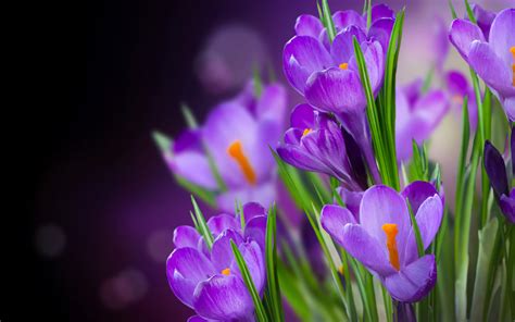 Download Purple Flower Flower Nature Crocus HD Wallpaper