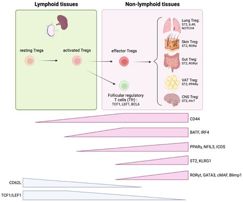 Frontiers | Regulatory T cells in peripheral tissue tolerance and diseases